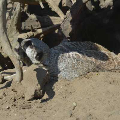 Nagyerdei Kultúrpark Családi Nap 2024. május 04. - adó, 1%, alapítvány, támogatás