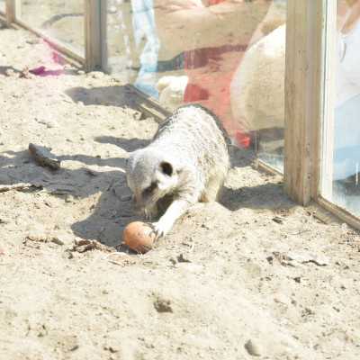 Nagyerdei Kultúrpark Családi Nap 2024. május 04. - adó, 1%, alapítvány, támogatás