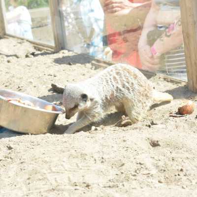 Csodálatos napot tölthettünk együtt a Nagyerdei Kultúrparkban - alapítvány, adó 1%, támogatás
