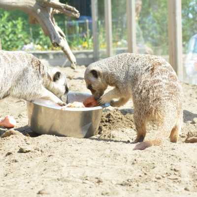 Nagyerdei Kultúrpark Családi Nap 2024. május 04. - adó, 1%, alapítvány, támogatás