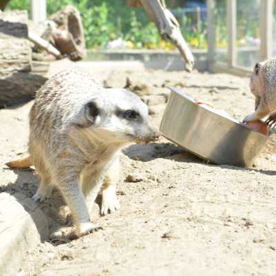 Csodálatos napot tölthettünk együtt a Nagyerdei Kultúrparkban - alapítvány, adó 1%, támogatás