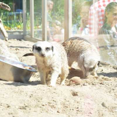 Nagyerdei Kultúrpark Családi Nap 2024. május 04. - adó, 1%, alapítvány, támogatás