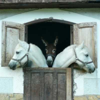Debrecenben kezelt gyermekek kirándulása Bakonyszücsre és Pénzesgyõrbe - adó, 1%, alapítvány, támogatás