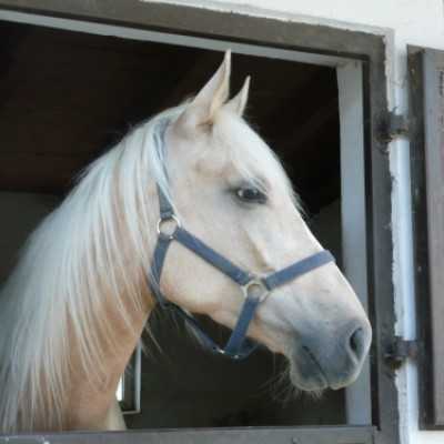 Debrecenben kezelt gyermekek kirándulása Bakonyszücsre és Pénzesgyõrbe - adó, 1%, alapítvány, támogatás