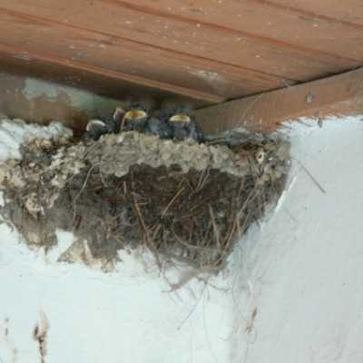 Debrecenben kezelt gyermekek kirándulása Bakonyszücsre és Pénzesgyõrbe - adó, 1%, alapítvány, támogatás