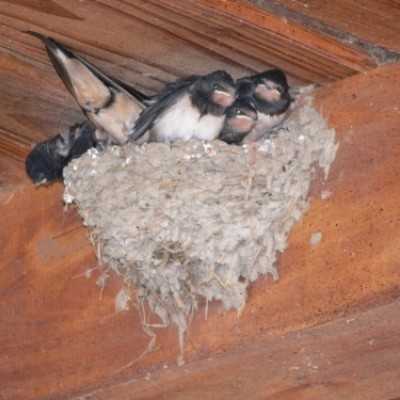 Debrecenben kezelt gyermekek kirándulása Bakonyszücsre és Pénzesgyõrbe - adó, 1%, alapítvány, támogatás