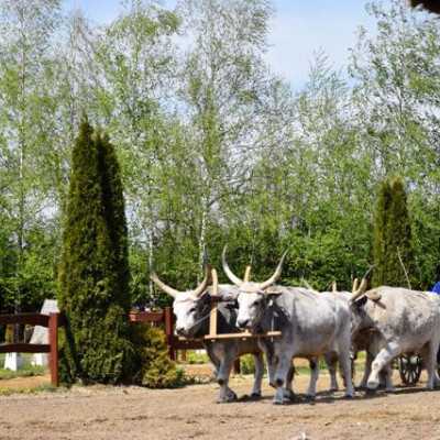 Húsvéti kirándulás a kis betegekkel - alapítvány, adó 1%, támogatás