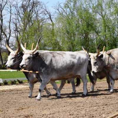 Húsvéti kirándulás a kis betegekkel - alapítvány, adó 1%, támogatás