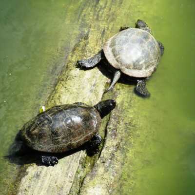 Kirándulás a Nyíregyházi Állatparkban - alapítvány, adó 1%, támogatás