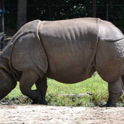 Kirándulás a Nyíregyházi Állatparkban - alapítvány, adó 1%, támogatás