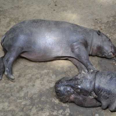 Kirándulás a Nyíregyházi Állatparkban - alapítvány, adó 1%, támogatás