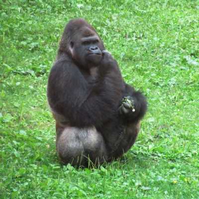 Kirándulás a Nyíregyházi Állatparkban - alapítvány, adó 1%, támogatás