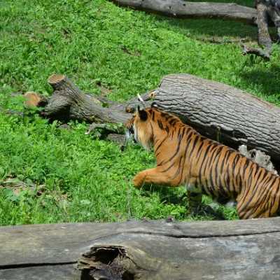 Kirándulás a Nyíregyházi Állatparkban - alapítvány, adó 1%, támogatás
