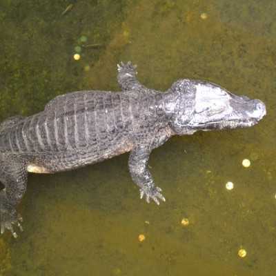 Kirándulás a Nyíregyházi Állatparkban - alapítvány, adó 1%, támogatás