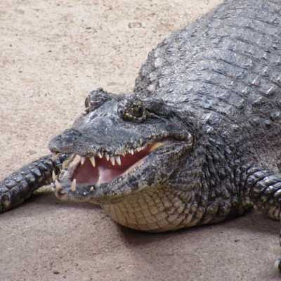 Kirándulás a Nyíregyházi Állatparkban - alapítvány, adó 1%, támogatás