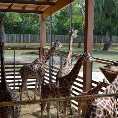 Kirándulás a Nyíregyházi Állatparkban - alapítvány, adó 1%, támogatás