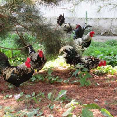 Kirándulás a Nyíregyházi Állatparkban - alapítvány, adó 1%, támogatás