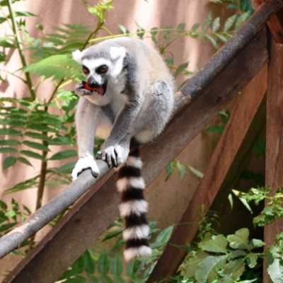 Kirándulás a Nyíregyházi Állatparkban - alapítvány, adó 1%, támogatás