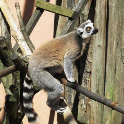 Kirándulás a Nyíregyházi Állatparkban - alapítvány, adó 1%, támogatás