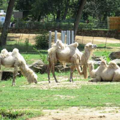 Kirándulás a Nyíregyházi Állatparkban - alapítvány, adó 1%, támogatás