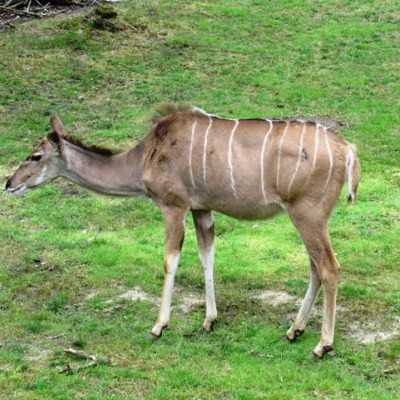 Kirándulás a Nyíregyházi Állatparkban - alapítvány, adó 1%, támogatás