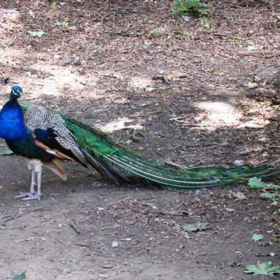 Kirándulás a Nyíregyházi Állatparkban - alapítvány, adó 1%, támogatás