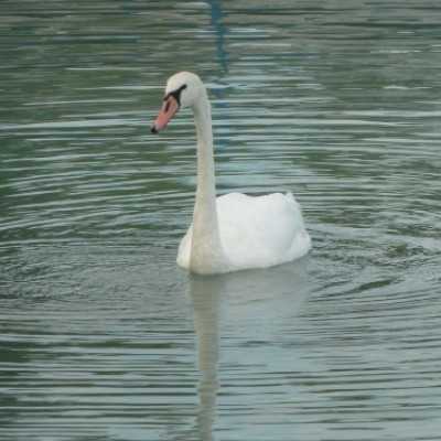 Nyaralás a Balatonnál! - adó, 1%, alapítvány, támogatás