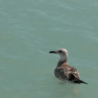 Nyaralás a Balatonnál! - adó, 1%, alapítvány, támogatás