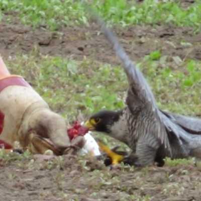 Részt vettünk a Nyeregszemlén - adó, 1%, alapítvány, támogatás