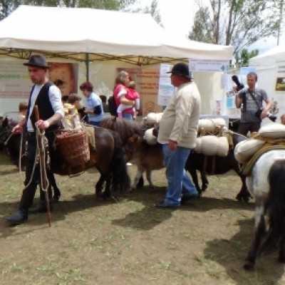 Részt vettünk a Nyeregszemlén - adó, 1%, alapítvány, támogatás