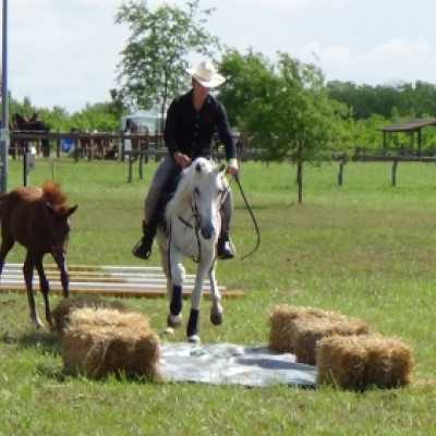 Részt vettünk a Nyeregszemlén - adó, 1%, alapítvány, támogatás