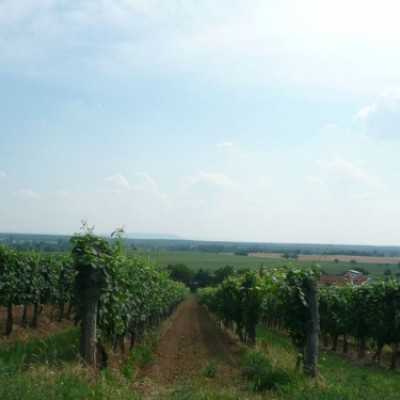 Somló Hangja Fesztivál, Doba - adó, 1%, alapítvány, támogatás