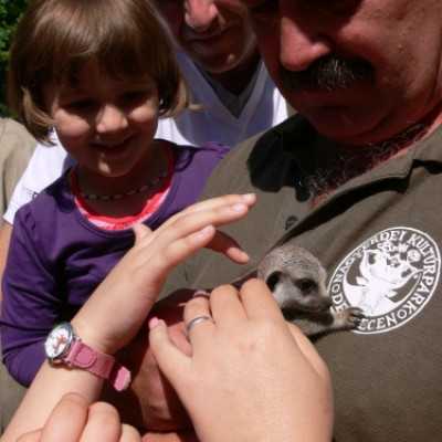Szurikáta családot fogadtunk örökbe a debreceni állatkertben! - adó, 1%, alapítvány, támogatás