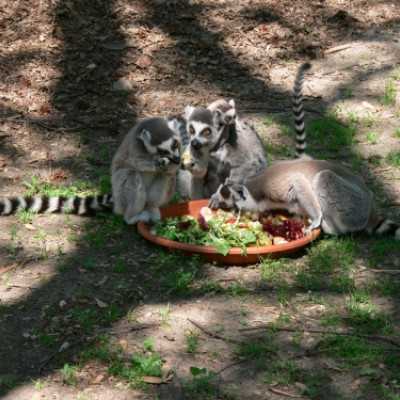 Szurikáta családot fogadtunk örökbe a debreceni állatkertben! - adó, 1%, alapítvány, támogatás