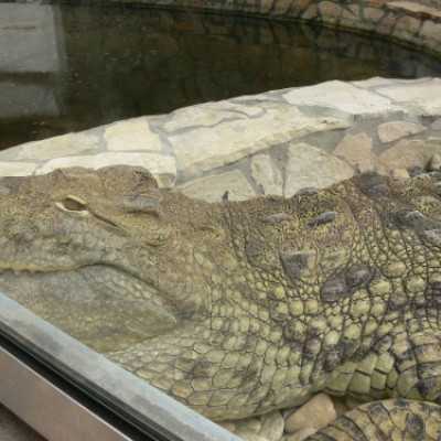 Szurikáta családot fogadtunk örökbe a debreceni állatkertben! - adó, 1%, alapítvány, támogatás