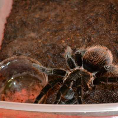 Tavaszváró ünnepség a leukémiás és daganatos beteg gyermekekért - adó, 1%, alapítvány, támogatás