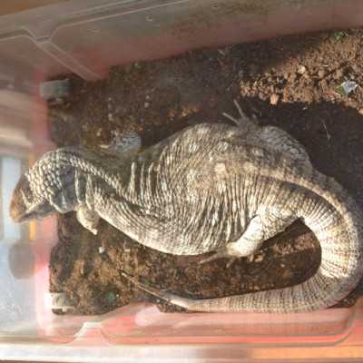 Tavaszváró ünnepség a leukémiás és daganatos beteg gyermekekért - adó, 1%, alapítvány, támogatás