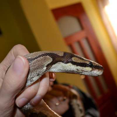 Tavaszváró ünnepség a leukémiás és daganatos beteg gyermekekért - adó, 1%, alapítvány, támogatás