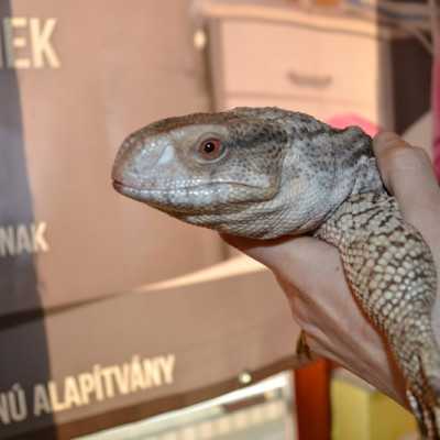 Tavaszváró ünnepség a leukémiás és daganatos beteg gyermekekért - adó, 1%, alapítvány, támogatás